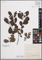 Foto von Salix cinerea L. x Salix myrsinifolia Salisb.